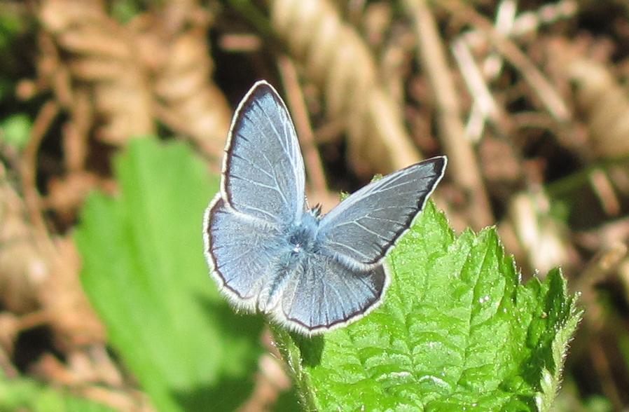 Polyommatus bellargus?